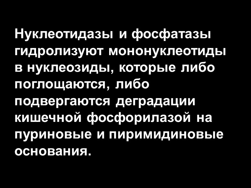 Нуклеотидазы и фосфатазы гидролизуют мононуклеотиды в нуклеозиды, которые либо поглощаются, либо подвергаются деградации кишечной